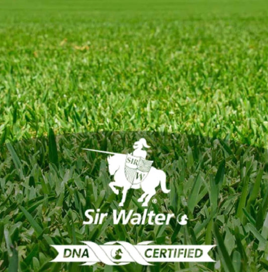 Sir Walter DNA Certified $16.50m2