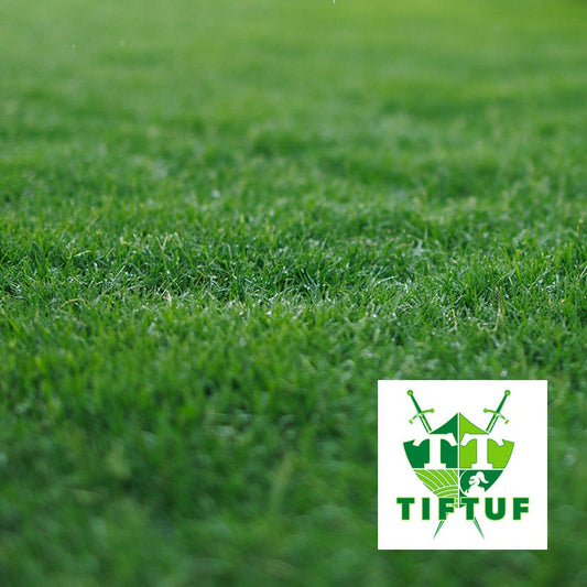 TifTuf Hybrid Bermuda $16m2