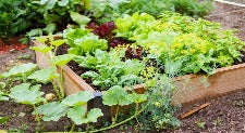Black Magic Garden Soil $95m3