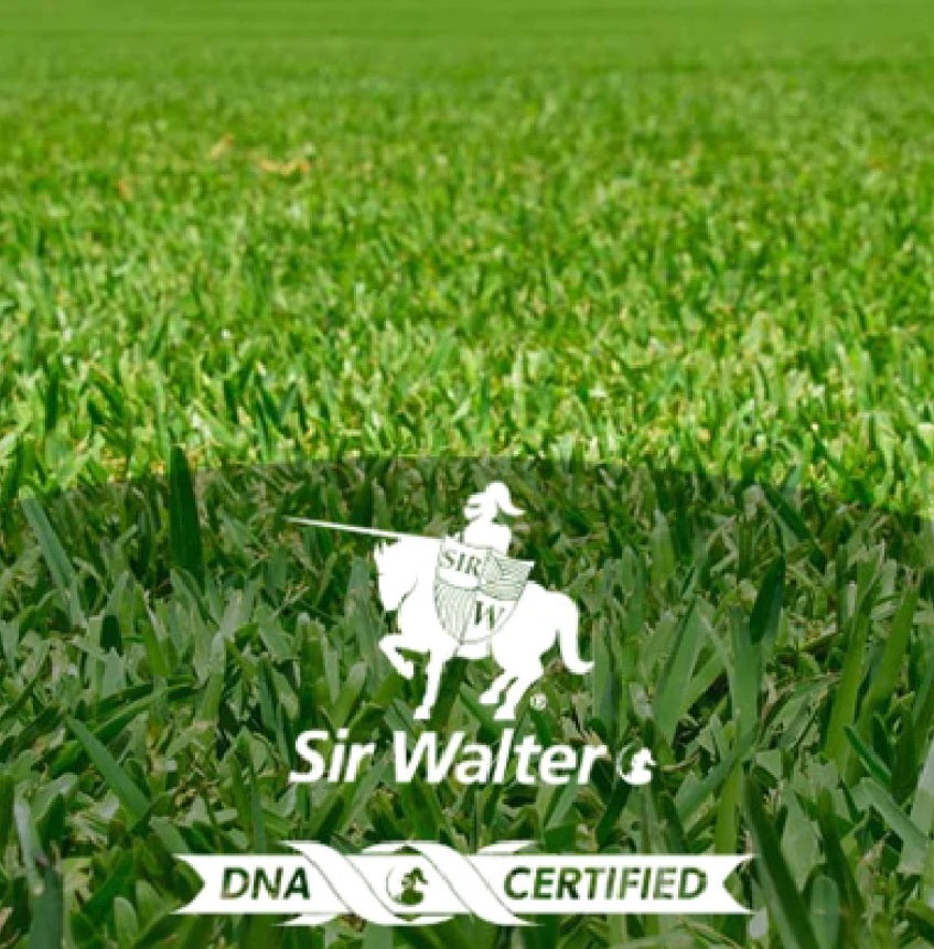 Turf Sir Walter DNA Certified $15m2