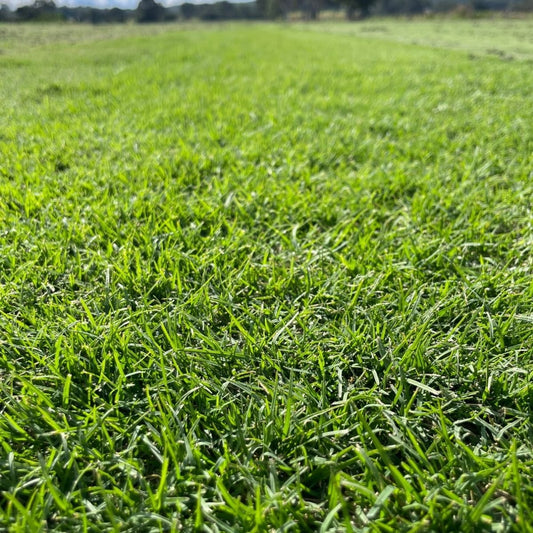 QLD Green Couch $8m2